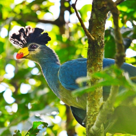 Blue Turaco