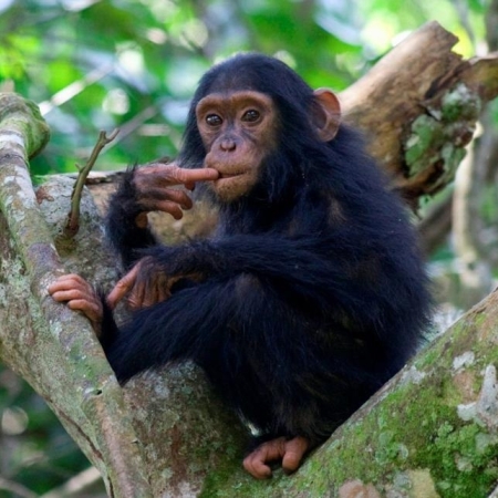 Chimpanzee seen from a trek from Kyambura Gorge Lodge