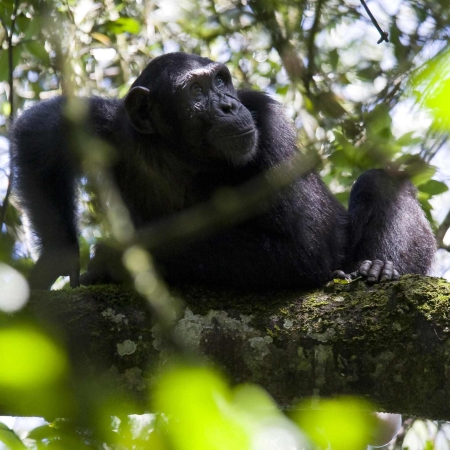 Chimpanzee in Kibale NP