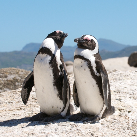 Penguins at Boulders Beach