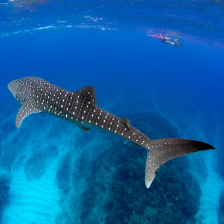 Snorkelling with a whale shark