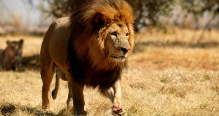 Lion heading out to hunt