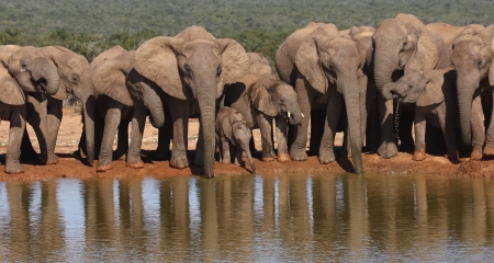 Elephants in a row drinking