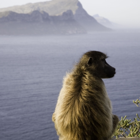 Baboon at Cape Point - don't let their cute looks fool you!