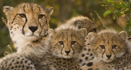 Cheetah and cubs