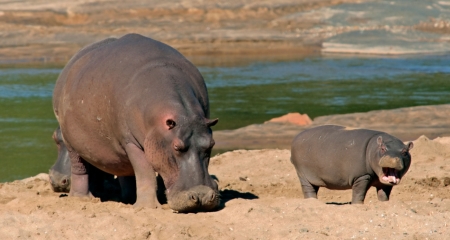 Hippo and calf on the dry riverbank