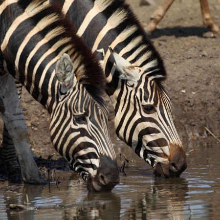 Zebra drinking