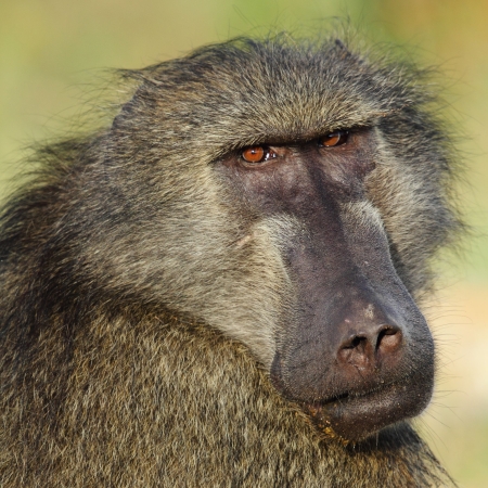 Baboon face