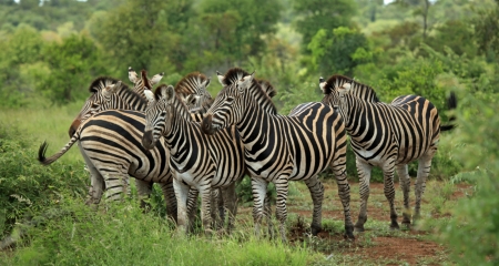 A dazzle of zebras