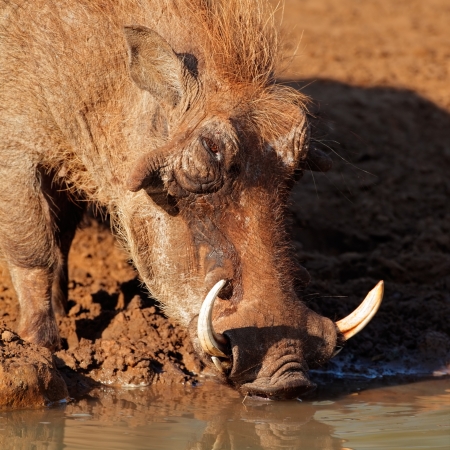 Warthog