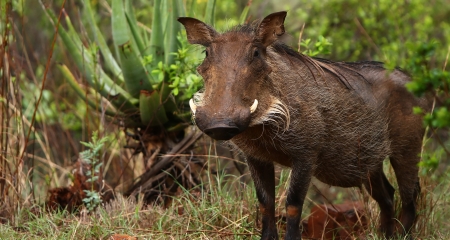 Warthog