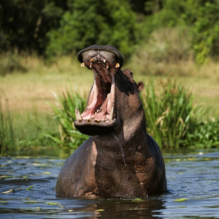 Hippo in the water showing off his large mouth