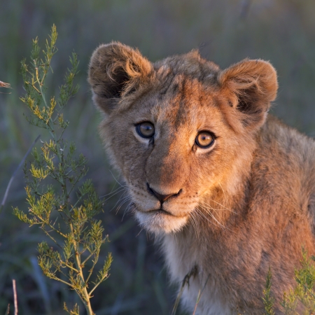 Lion cub