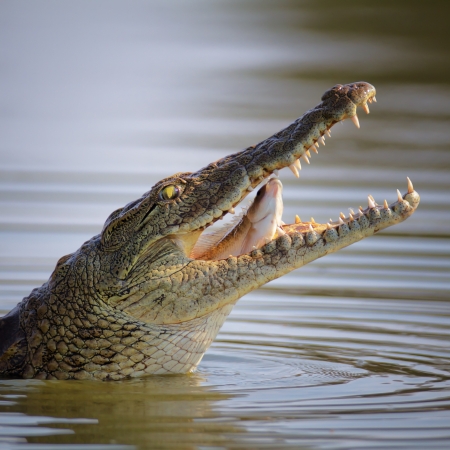 Crocodile with a fish in its open mouth