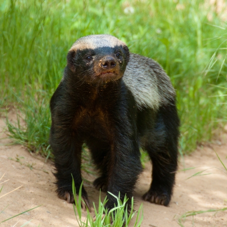 Honey badter - an agressive and fearless creature of the African bush