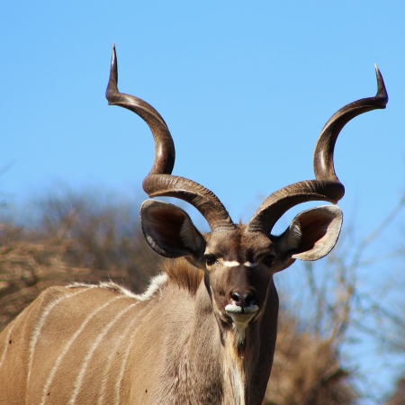 Male kudu