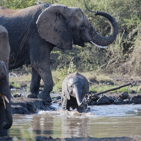 Elephants enjoying the water