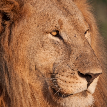 Close up encounter with a male lion