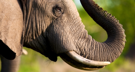 Elephant showing off his tusks