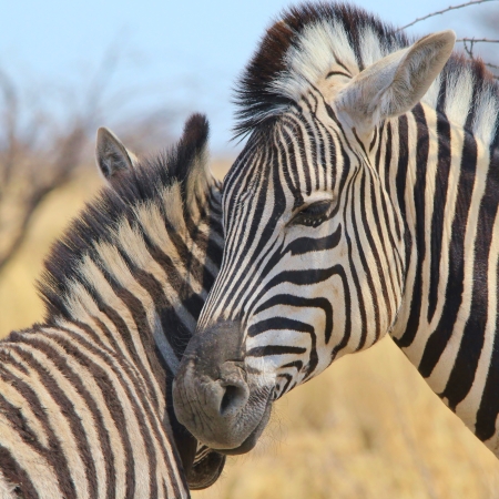 Zebra and foal