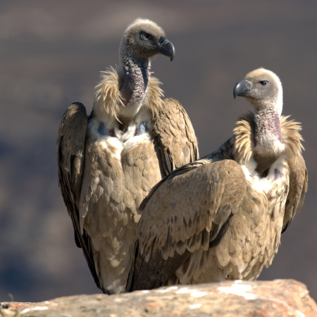 Cape Vulture