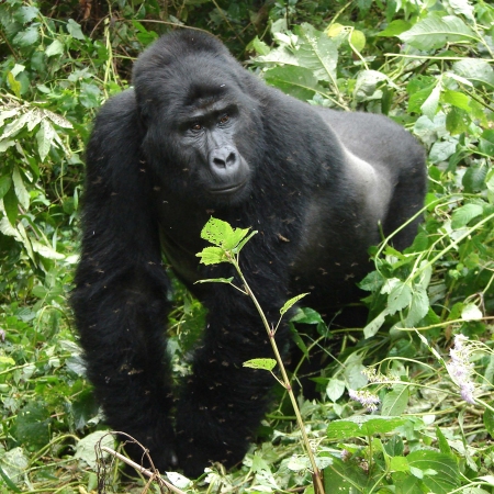 Trekking the endangered gorilla is a real bucketlist achievement