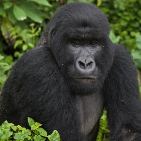 Gorilla in the Bwindi Impenetrable National Park