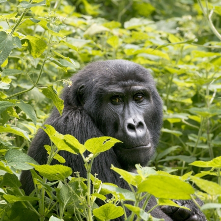 Gorilla in the bushes