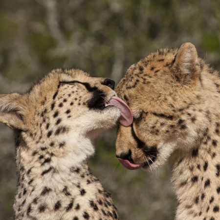 Cheetah love