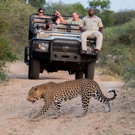 Leopard sighting on a game drive from Kapama Karula