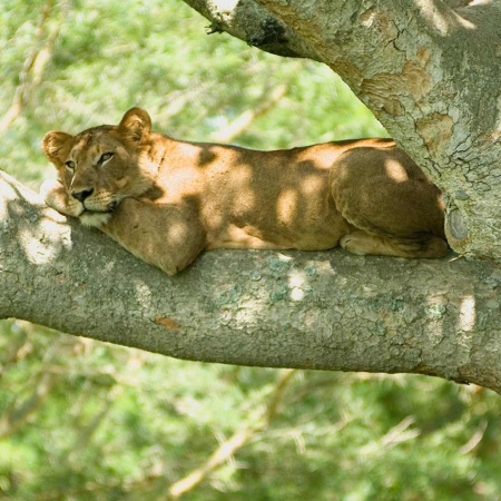 Lioness enjoying lying on a tree branch in the QENP