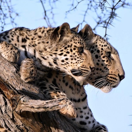 Two leopards on the lookout from their treetop advantage point