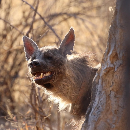 Brown hyena peering out from behind a tree