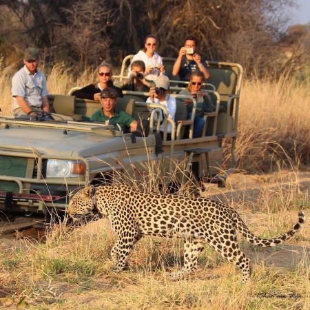 Seeing a leopard on a game drive from Okonjima Luxury Bush Lodge