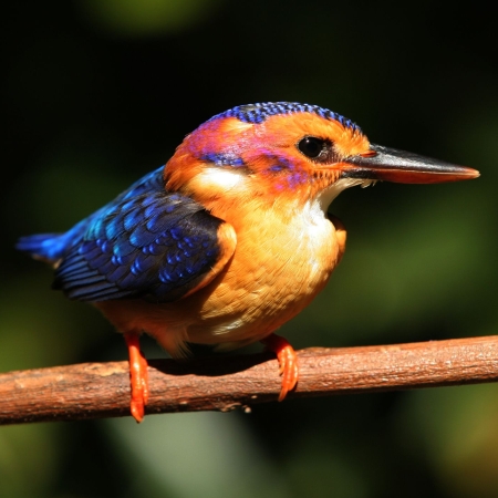 Pygmy Kingfisher