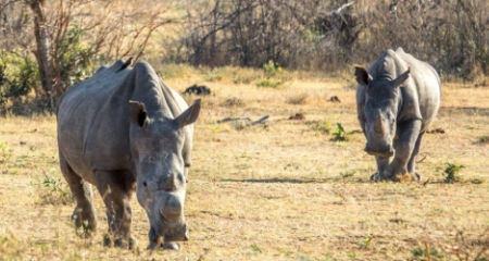 Two approaching rhino