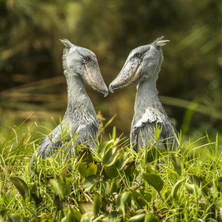 Shoebills in Murchison Park