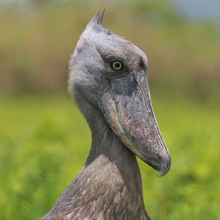 Shoebill