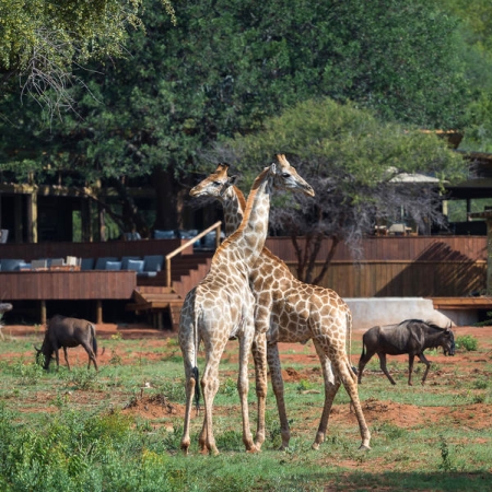 Wildlife outside Tintswalo at Lapalala Lodge