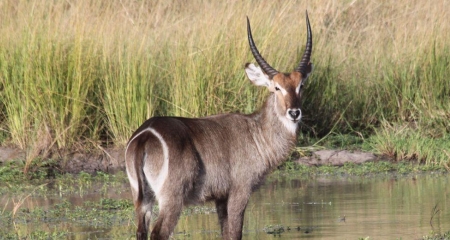 Waterbuck standing in the water