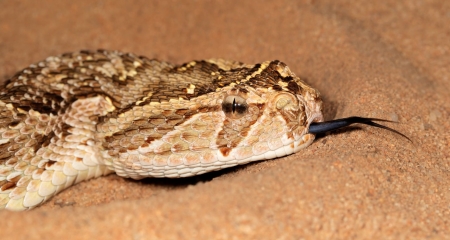 Puff adder