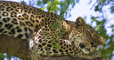 Leopard dozing in a tree