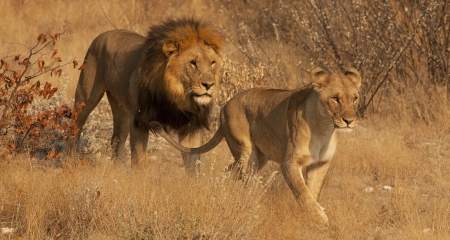 Male and female lion walking through the bush