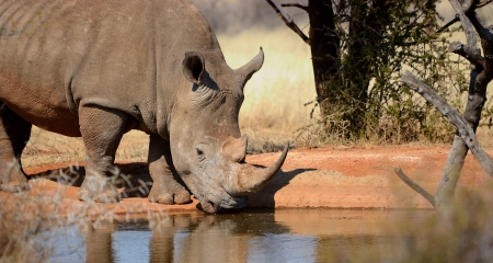 Rhino drinking from a waterhole