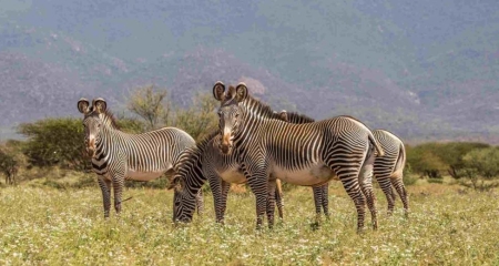 Grevy's zebra - a member of the Samburu Special Five