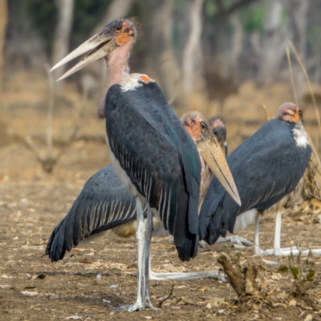 Marabou storks