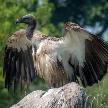 Drying out the wings