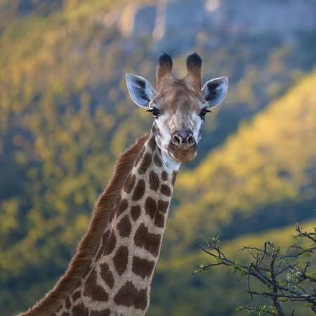 Giraffe in the Golden Hour