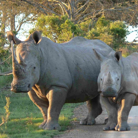 Rhino and calf