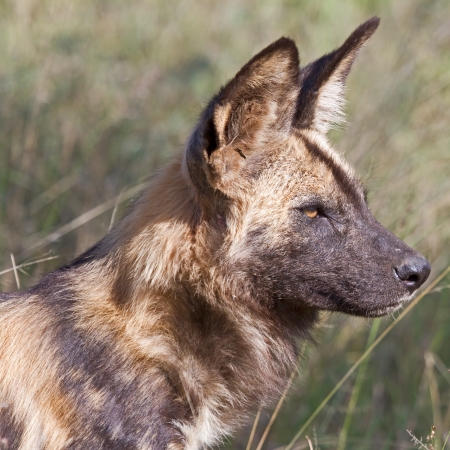 African Painted Dog in profile